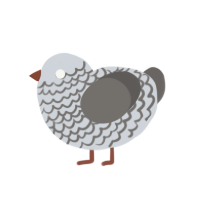 (unnamed), a mist and grey chicken with a lace pattern