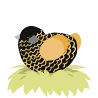 Caution, a black and honey chicken with a lace pattern