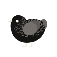 Valentines orphan, a black and grey chicken with a half-lace pattern