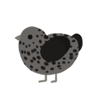 burnt cookie, a grey and sable chicken with a speckle pattern