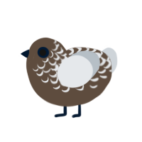 Choc, a bark and mist chicken with a half-lace pattern