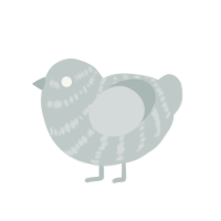 (unnamed), a silver chicken with a bar pattern