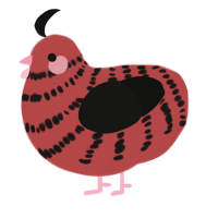 Poppy, a red and black chicken with a bar pattern