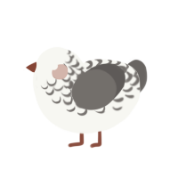 (unnamed), a white and grey chicken with a half-lace pattern