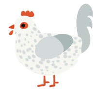 hennifer, a white and silver chicken with a speckle pattern