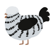 A mist and black chicken with a bar pattern