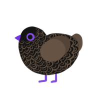 (unnamed), a black and bark chicken with a double-lace pattern