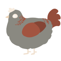 Cherry Orphan, a ash and russet chicken with a neck-band pattern