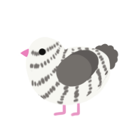Pinky, a white and grey chicken with a bar pattern