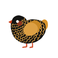 Golden Razei, a black and orange chicken with a lace pattern