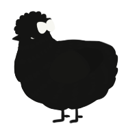 Void, a black chicken with a bar pattern