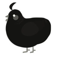 A black and sable chicken with a neck-band pattern