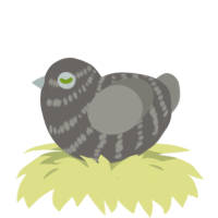 (unnamed), a grey and ash chicken with a bar pattern