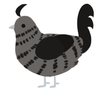 A grey and sable chicken with a bar pattern