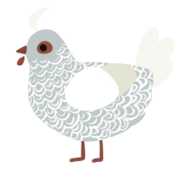 A silver and white chicken with a double-lace pattern