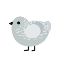 Sheet Ghost, a silver and mist chicken with a half-lace pattern