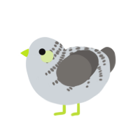A mist and grey chicken with a half-bar pattern