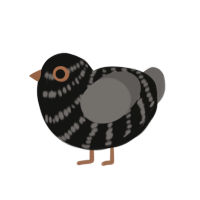 A black and grey chicken with a bar pattern