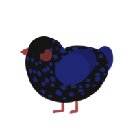 A black and navy chicken with a speckle pattern