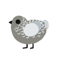 A ash and mist chicken with a half-lace pattern