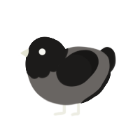 A grey and sable chicken with a head pattern