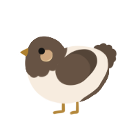 A cream and bark chicken with a head pattern