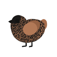 A sable and brown chicken with a double-lace pattern