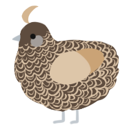 A bark and beige chicken with a double-lace pattern