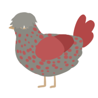 A ash and red chicken with a speckle pattern