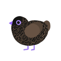 A black and bark chicken with a double-lace pattern