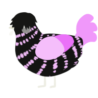 A black and lavender chicken with a bar pattern