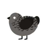 A grey and sable chicken with a half-lace pattern