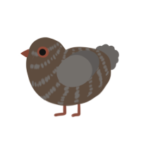 A bark and grey chicken with a bar pattern