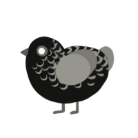 A black and ash chicken with a half-lace pattern