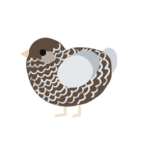 A bark and mist chicken with a lace pattern