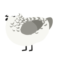 A white and ash chicken with a half-lace pattern
