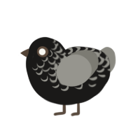 (unnamed), a sable and ash chicken with a half-lace pattern