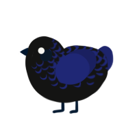 A black and navy chicken with a half-lace pattern