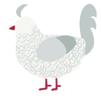 A white and silver chicken with a double-lace pattern