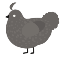 A grey chicken with a speckle pattern