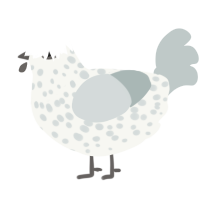 A white and silver chicken with a speckle pattern