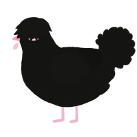 A black chicken with a double-lace pattern