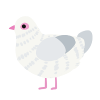 Rock Dove, a white and mist chicken with a bar pattern