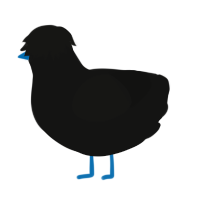 A black chicken
