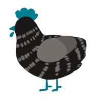 A sable and grey chicken with a bar pattern