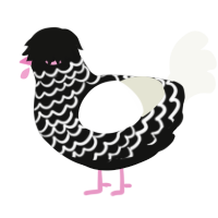 A black and white chicken with a lace pattern