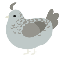 A silver and ash chicken with a half-lace pattern