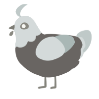 A grey and silver chicken with a head pattern