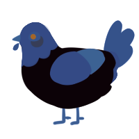 A white and gold chicken with a head pattern
