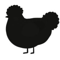A black chicken with a half-lace pattern